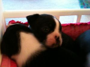 BostonTerrierPuppiesForSale